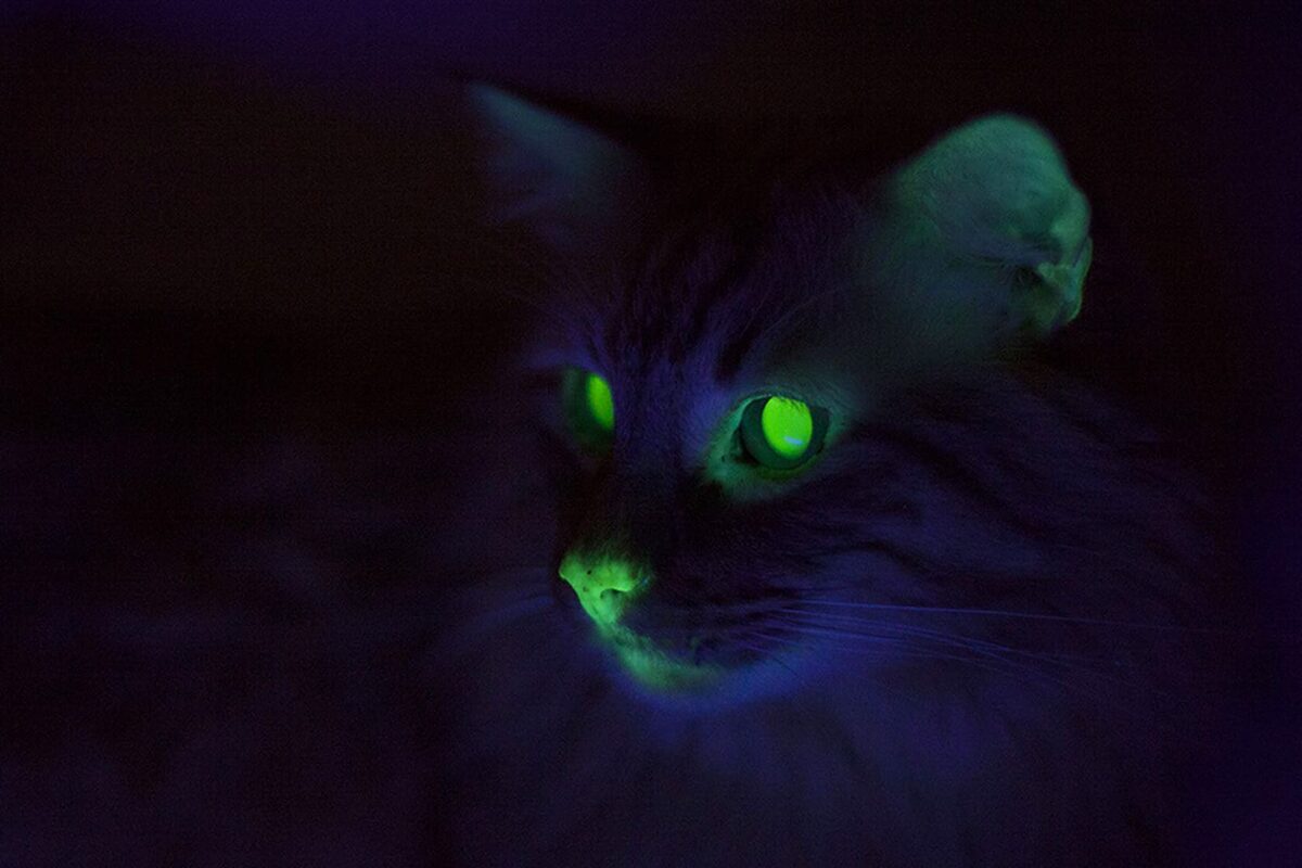 Кошки с флуоресцентным геном